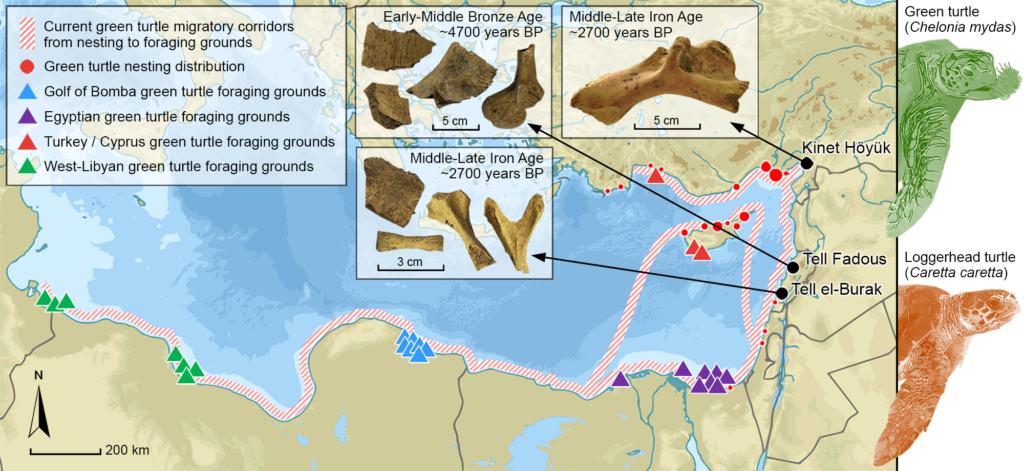 Infographic migratie van schildpadden.